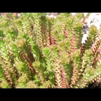 Sedum sexangulare (fam Crassulacees) (Europe) (3)